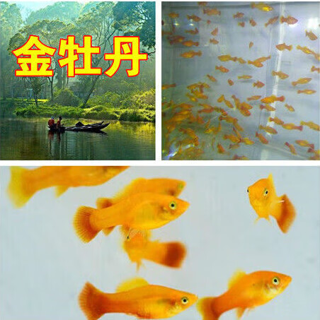 墨一孔雀鱼观赏鱼热带鱼小型鱼胎生鱼活体草缸鱼凤尾鱼淡水鱼 金牡丹