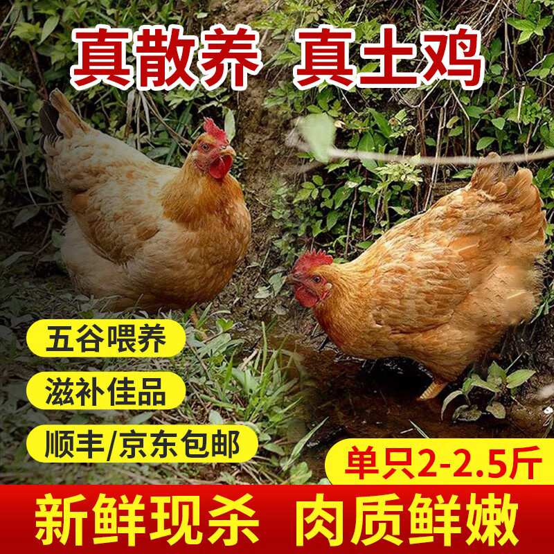 自心堂农家散养老母鸡足500天走地鸡生鲜禽肉鸡肉土鸡月子餐炖汤整只 3kg 老母鸡3只