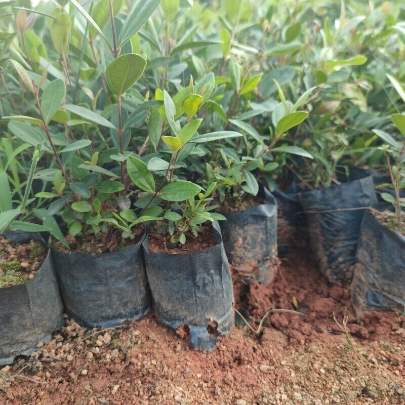 新鲜山捻子桃金娘盆栽稔子树木观叶观花植物盆景易种植成活花灌木