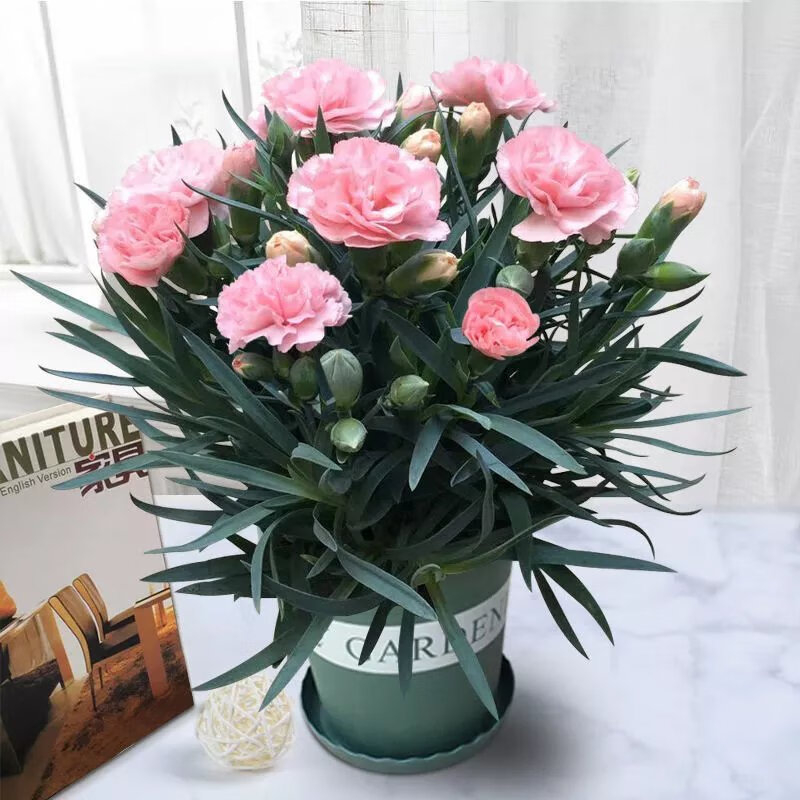 【精选】康乃馨盆栽带花苞石竹花绿色四季开花室内阳台客厅绿植花