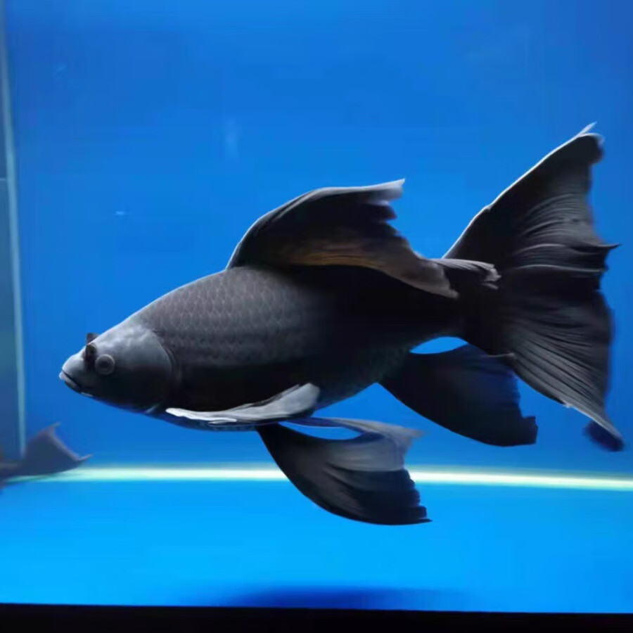 锦鲤活鱼锦鲤观赏鱼金鱼活鱼金鱼观赏鱼锦鲤鱼风水鱼冷水鱼招财鱼 8-10cm黑金3条