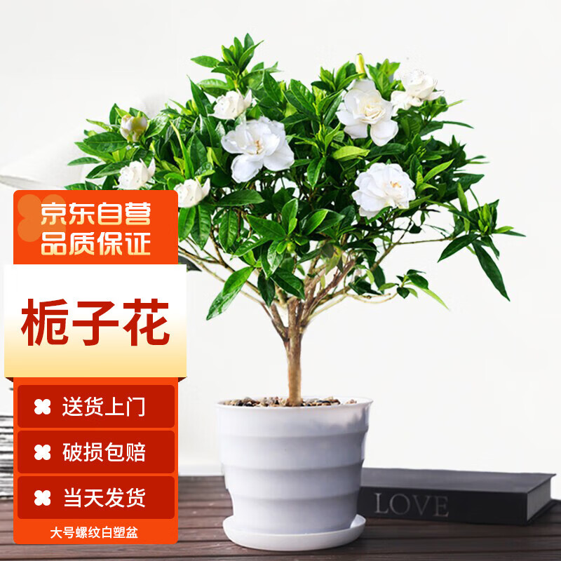 īһ���ӻ�������ֲ���ܰ칫��������ֲ����� ������ư��������ӻ�