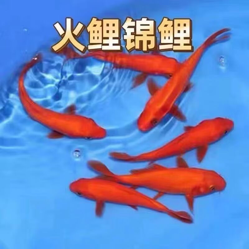锦鲤活鱼锦鲤观赏鱼金鱼活鱼金鱼观赏鱼锦鲤鱼风水鱼冷水鱼招财鱼 8-10cm红金3条