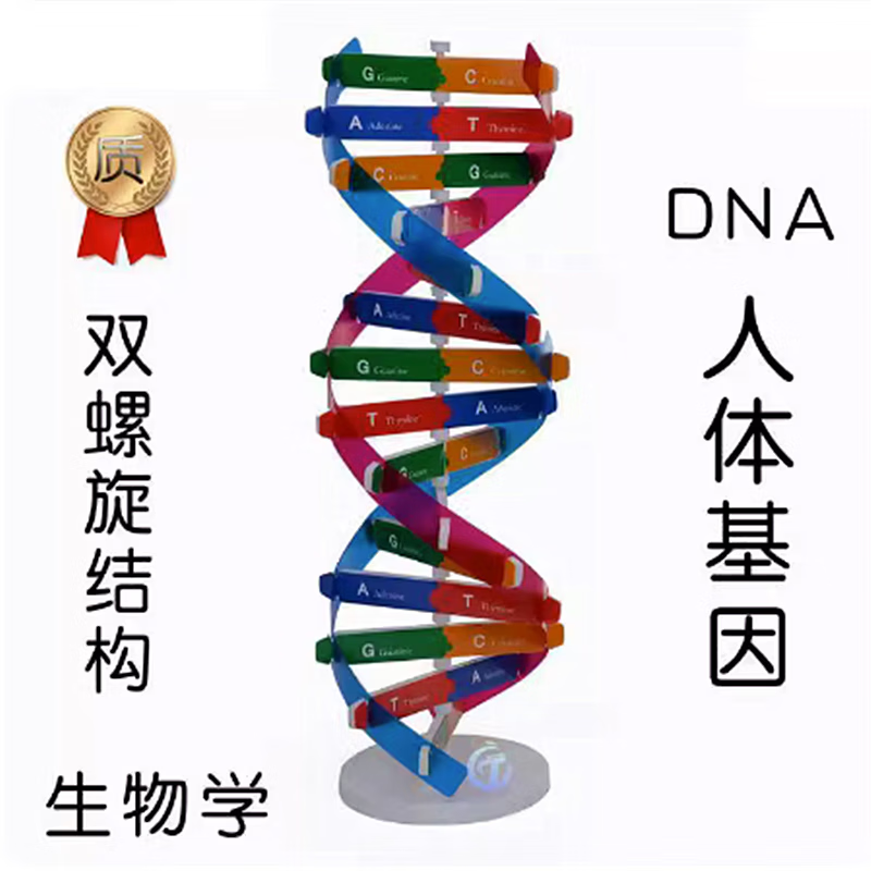 人体基因dna双螺旋模型生命科学人体基因dna结构模型小学生diy手工小