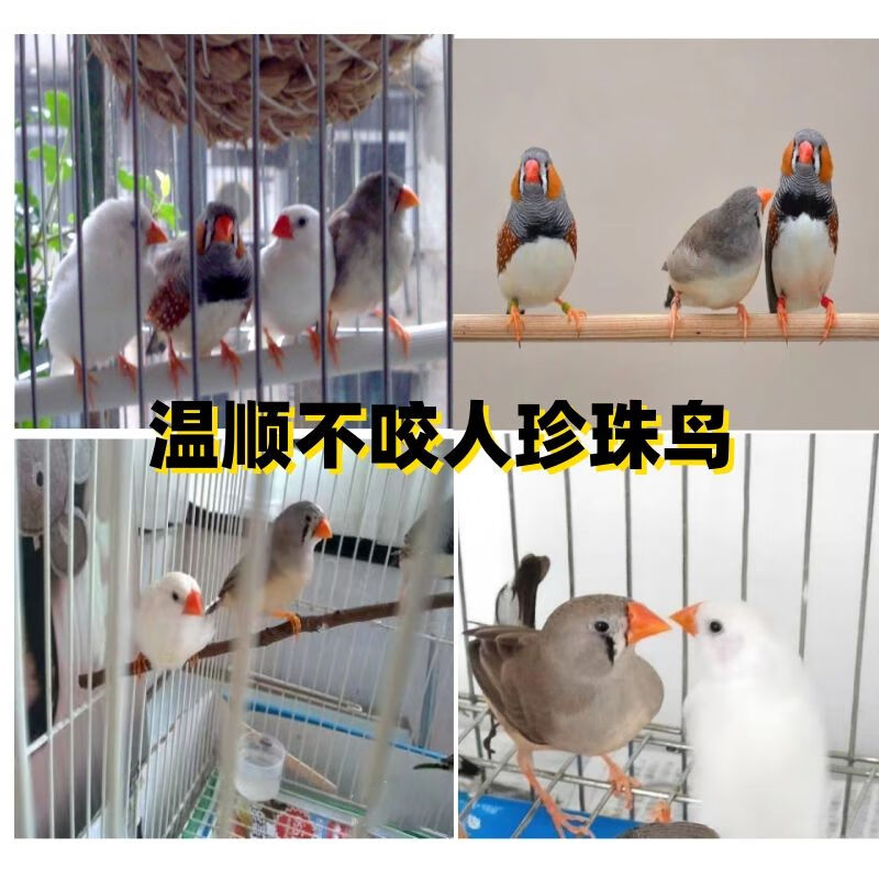 珍珠鸟宠物活物斑胸草雀灰白珍珠活鸟萌宠物鸟一对小鸟活 特价优惠中