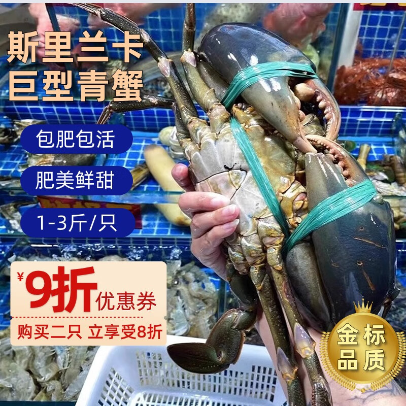 斯里兰卡青蟹巨型东非2斤/只肉蟹公蟹特大螃蟹肉蟹鲜活蟹王泥蟹 400g