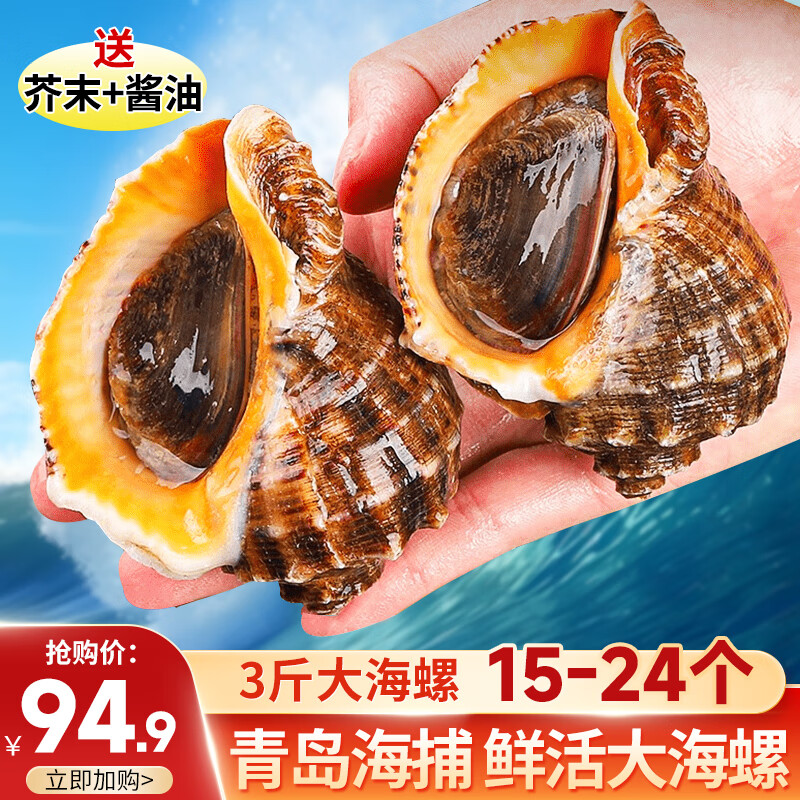 鲜拔头筹海螺鲜活超大 1500g3斤 青岛海鲜贝类特大号螺肉 特大海螺鲜活18-24只 3斤(净重)  推荐