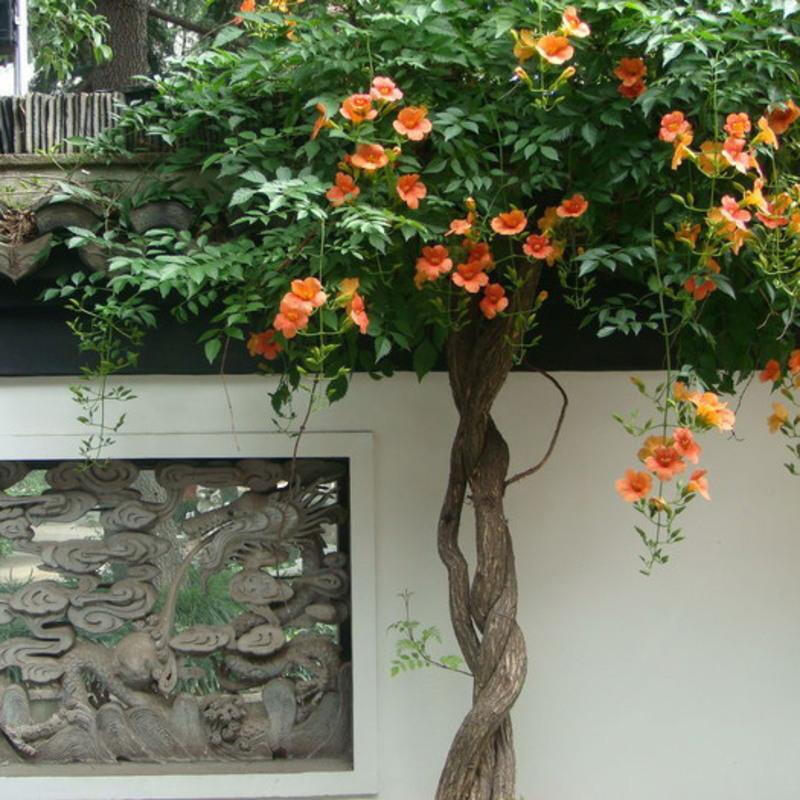 凌霄花苗爬藤北方耐寒户外室外花卉大型植物四季易活花坛庭院 凌霄1