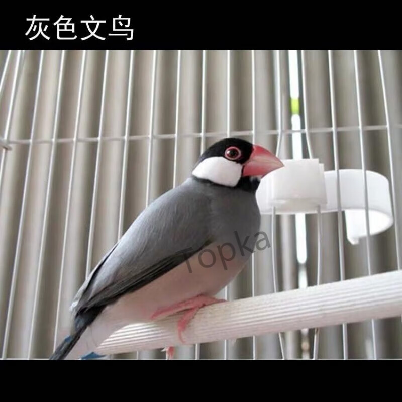 保姆鸟活物十姐妹鸟活体鸟观赏幼鸟繁殖下蛋鸟宠物灰白珍 灰文鸟公