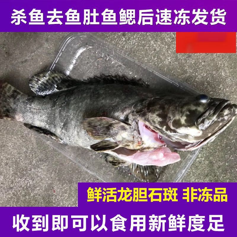 鱼深海石斑鱼鲜活石斑鱼冷冻珍珠斑鱼龙胆老虎斑特大 深海大石斑鱼