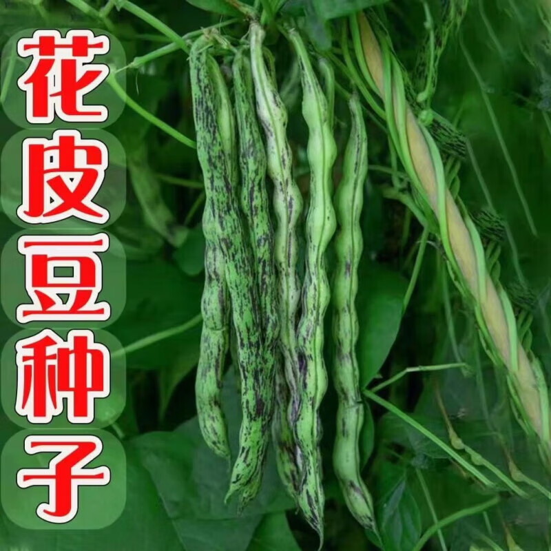 旺园兴花皮豆角种子高产早熟无筋花皮豆种子八月忙花皮豆角种子四季