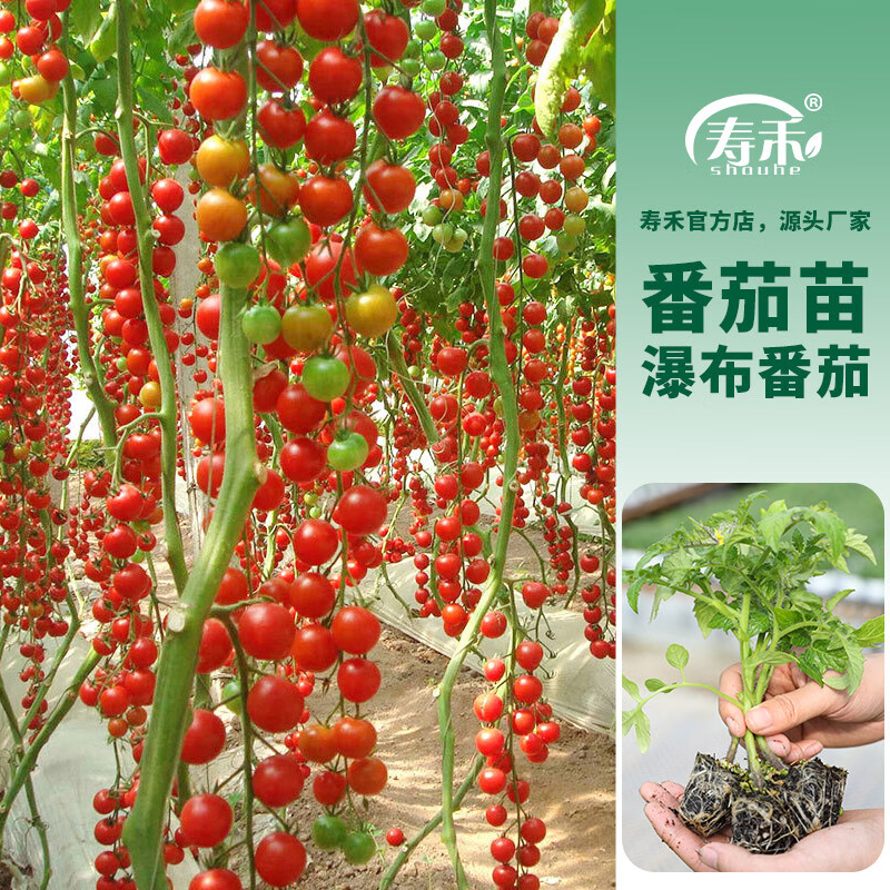 寿禾 珍珠瀑布小番茄种子樱桃西红柿春冬季蔬菜圣女果苗番茄种籽种苗 珍珠瀑布番茄苗 6棵