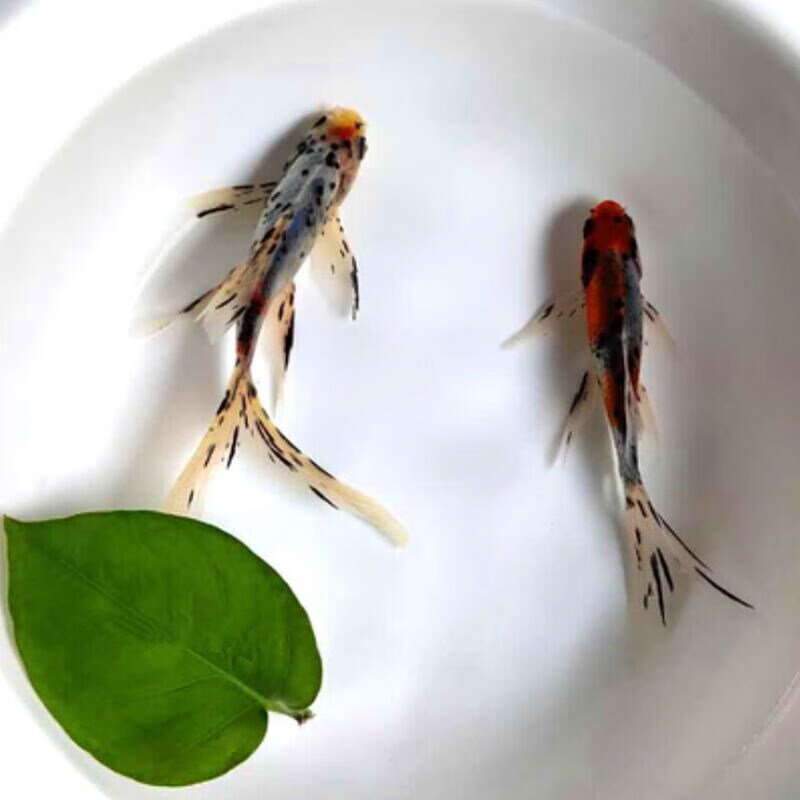 墨一长尾花鲫鱼蓝草金鱼冷水易活活体兰花樱花草金彩鲫鱼观赏鱼 79cm