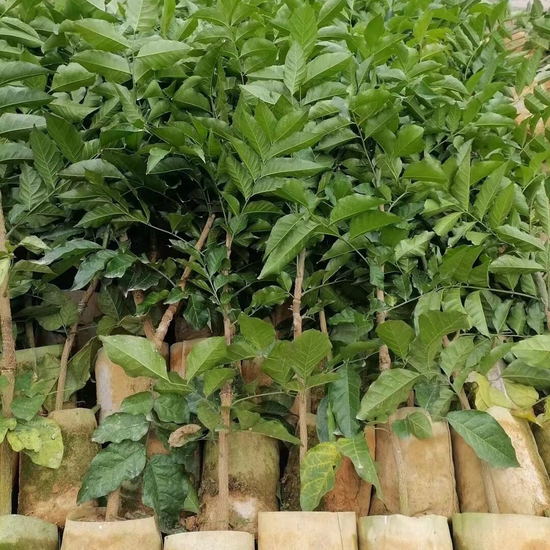 郁南无核黄皮果树苗鸡心黄皮冰糖黄皮三年树苗提供技术包种活 鸡心