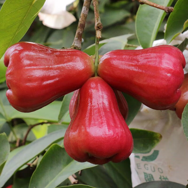 莲雾批犮海南黑金刚新鲜水果整箱果热带雾连当季包邮孕妇仙女果 5.