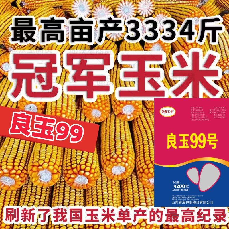 细辛良玉99矮杆玉米种子抗倒伏长粒抗病抗虫抗倒伏红轴角质粮 4200粒