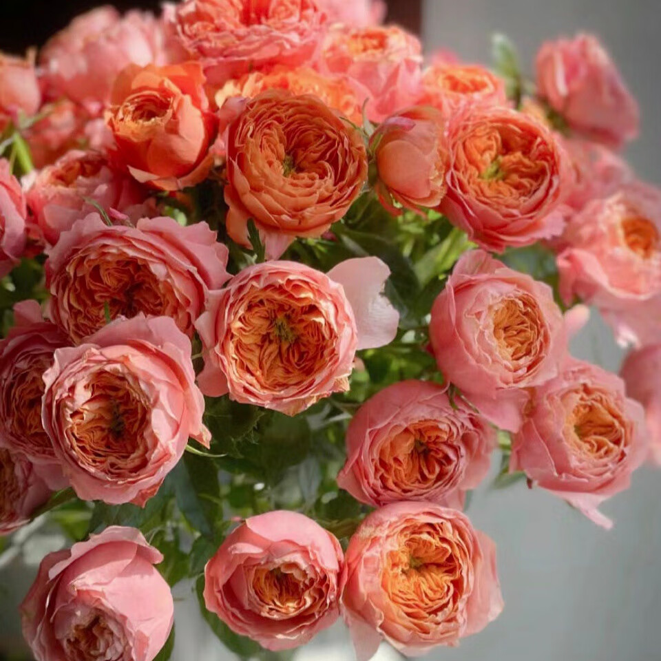 昆明鲜花基地直发泡泡玫瑰蔷薇鲜花真花送对象礼物表白求婚sf空配