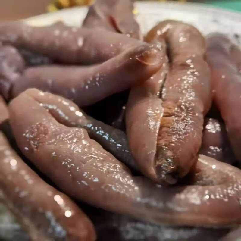 南美豹茄参大乌参去内脏海参海茄子即食500g野生大乌参百分之40冰新鲜