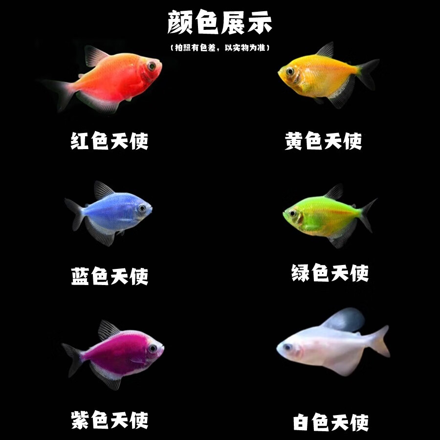 【顺丰快速发货】3-5CM彩色天使鱼 群游观赏鱼淡水活体小型鱼好养 七色(翡翠/蓝/红/黄/粉/绿/紫) 12条+2条备损(七色各2条)3-5CM大号