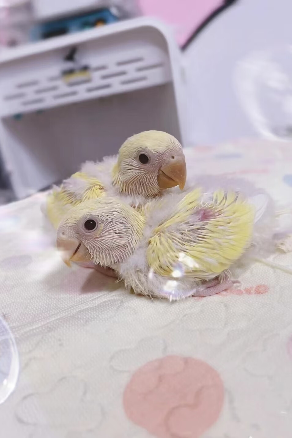 手养牡丹鹦鹉黄桃绿桃雏鸟紫罗兰幼小鸟说话活鸟宠物亲人半毛活体