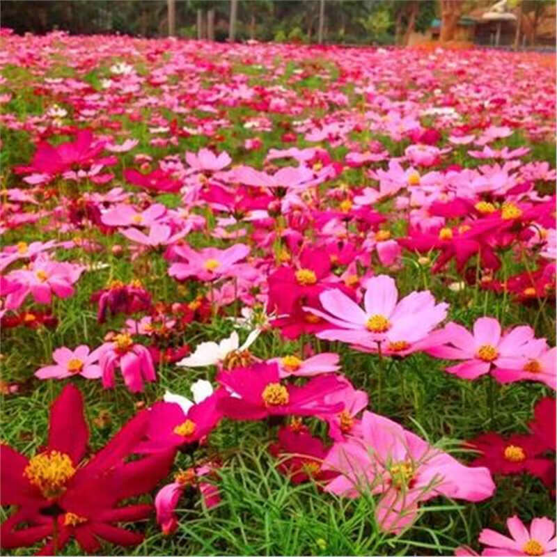 矮杆波斯菊混色1000粒 2包肥料