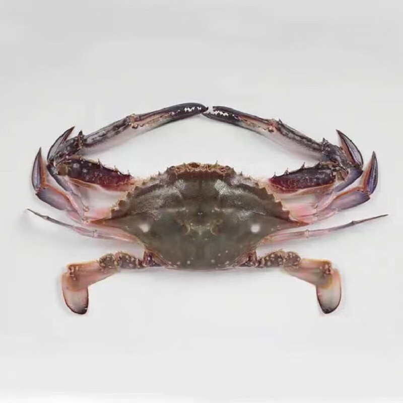 至鲜 吕四梭子蟹（公）1.3Kg 5-6只