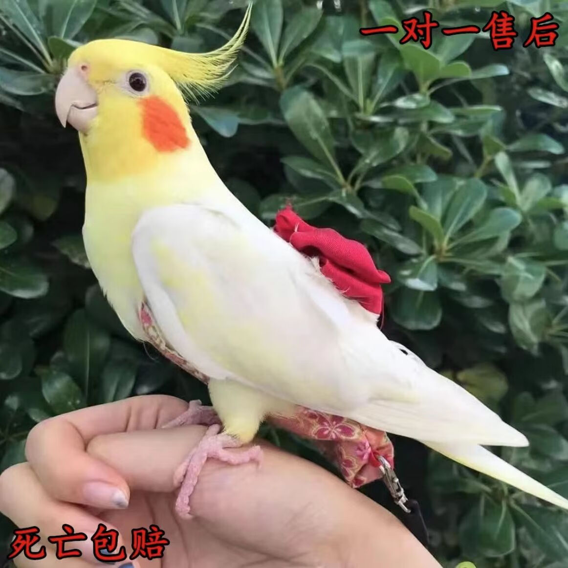 蝶贡玄凤鹦鹉活体 手养宠物黄化玄凤亲人可繁殖鸟活物鹦鹉活鸟会说话
