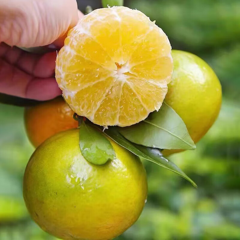 鲜宝道广西皇帝柑当季新鲜水果整箱 5斤中果50-60mm净重4.6斤