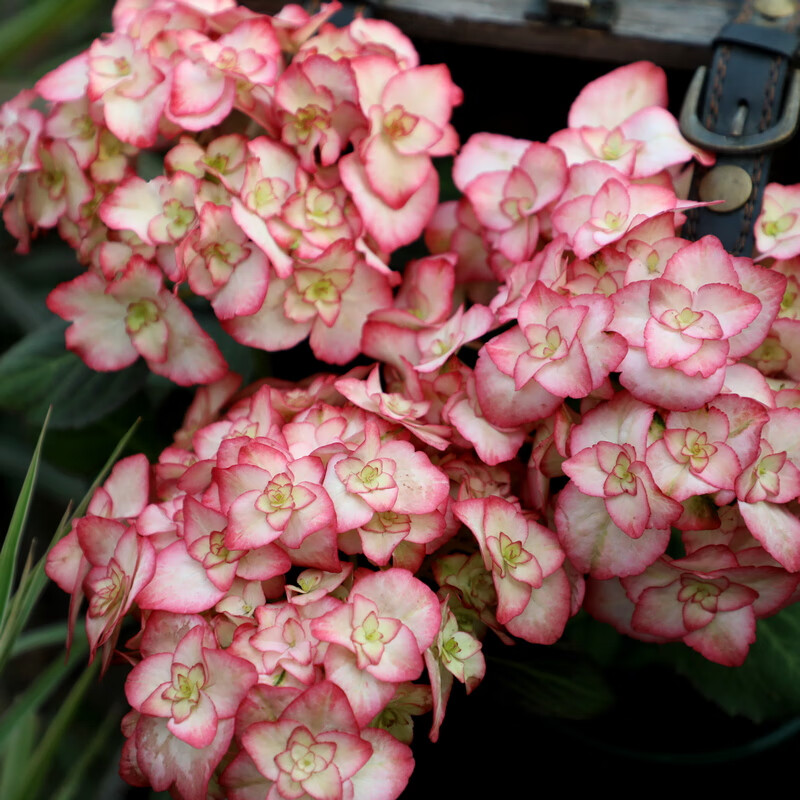 花润露新品绣球盆栽 鸡尾酒 头花 花手鞠万华镜 大花无尽夏绣球阳台