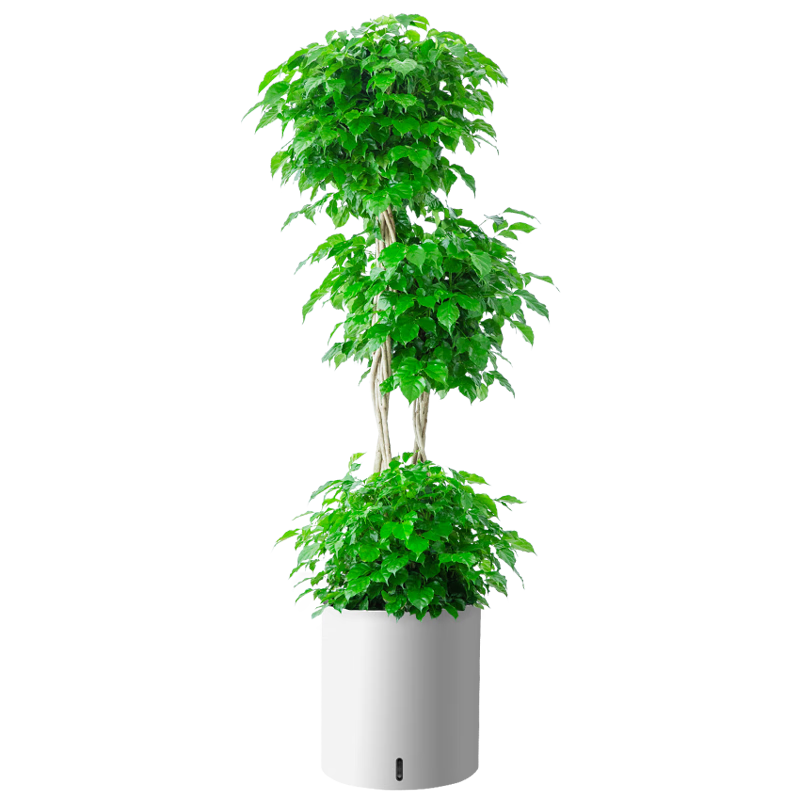 植男植女幸福树造型绿宝盆栽绿植客厅室内大型绿植办公室乔迁新居源头直发