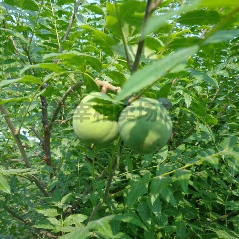 clcey文冠花树苗 盆栽地栽文冠果苗 庭院 南北方种植绿化树文官树 40