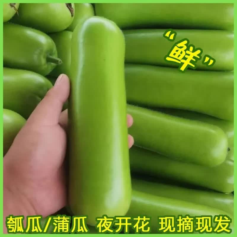 新鲜瓠子福建蔬菜蒲瓜胡瓜瓠瓜夜开花1/3/5斤农家现摘丝瓜 3斤