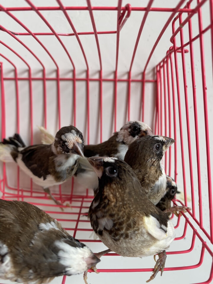 仟芸十姐妹保姆鸟宠物鸟观赏鸟黑白花白色十驼花白腰 黑白花十姐妹