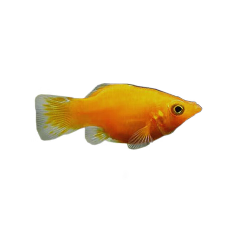 黑皮球玛丽鱼热带观赏鱼月光鱼孕母临产小型宠 3-4cm金玛丽公母2对