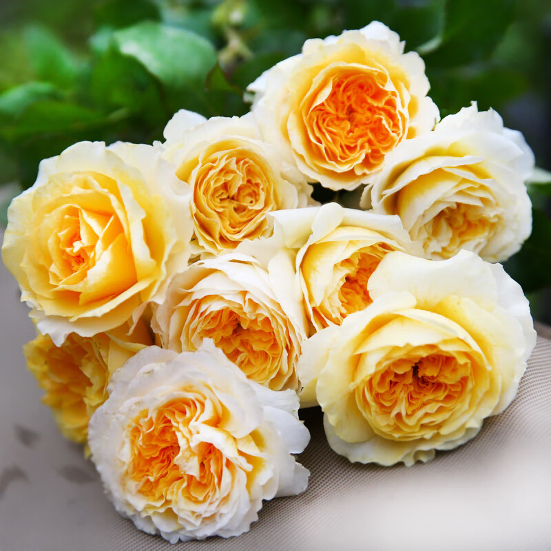 芙芸浓香碧翠丝月季花苗阳台室外庭院玫瑰盆栽植物灌木四季开花