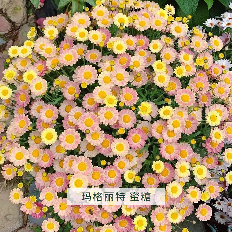 clcey花卉盆栽 云南玛格丽特花盆栽花苗糖果粉巨人庭院阳台菊科 蜜糖