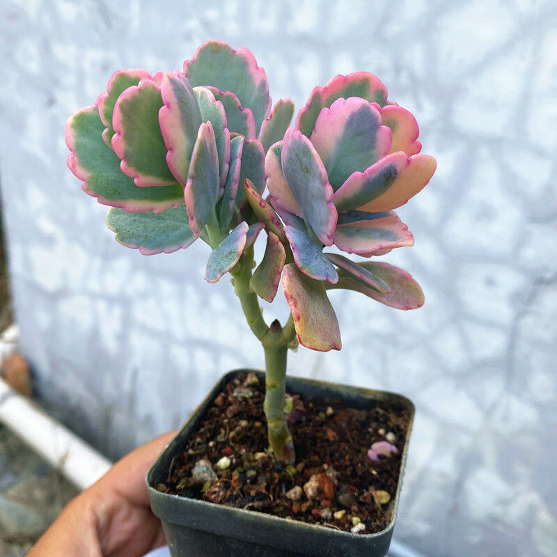 硕驰粉色蝴蝶玉吊钟老桩多肉桌面盆栽绿植蝴蝶之舞植物多头阳台好养