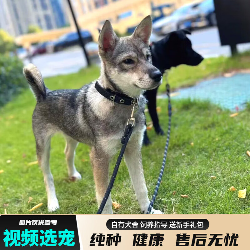 宠六福纯种捷克狼犬幼犬宠物狗狗活体小狗活物幼崽 宠物级 公