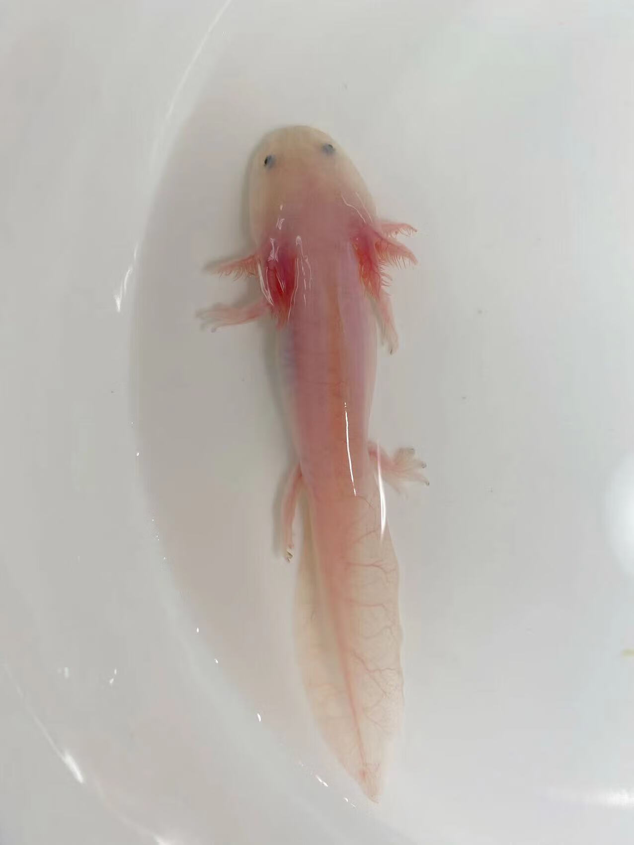 墨一六角恐龙鱼冷水淡水鱼观赏鱼宠物鱼无需打氧好养易活可爱呆萌 粉