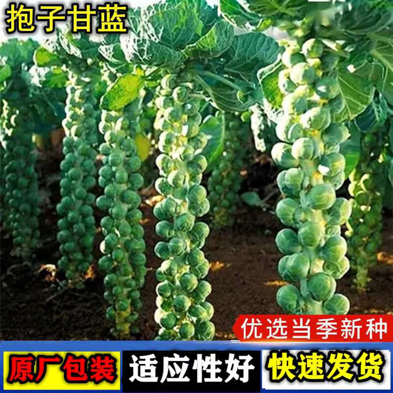 抱子甘蓝种子孢子甘蓝种籽小包菜卷心菜包心菜孑易种蔬菜种子大全 抱子甘蓝种子【1包 约30粒】