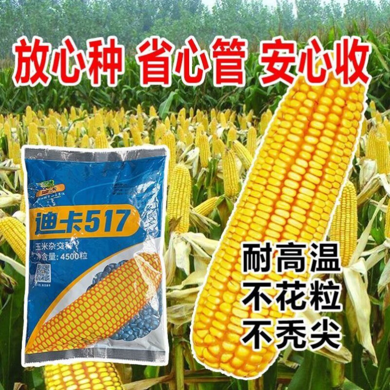 旺园兴迪卡517原装玉米种子矮杆玉米种大全农科院红轴价黄金 一袋原装