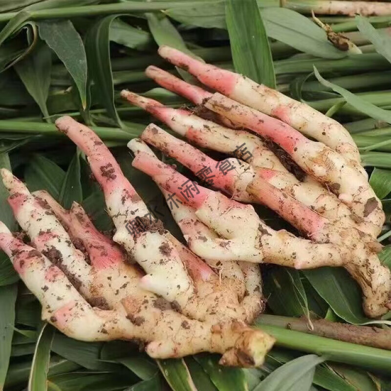 贵州脆嫩现挖新鲜嫩仔姜农家自种鲜姜蔬菜姜嫩姜芽子姜腌菜 超低 5斤