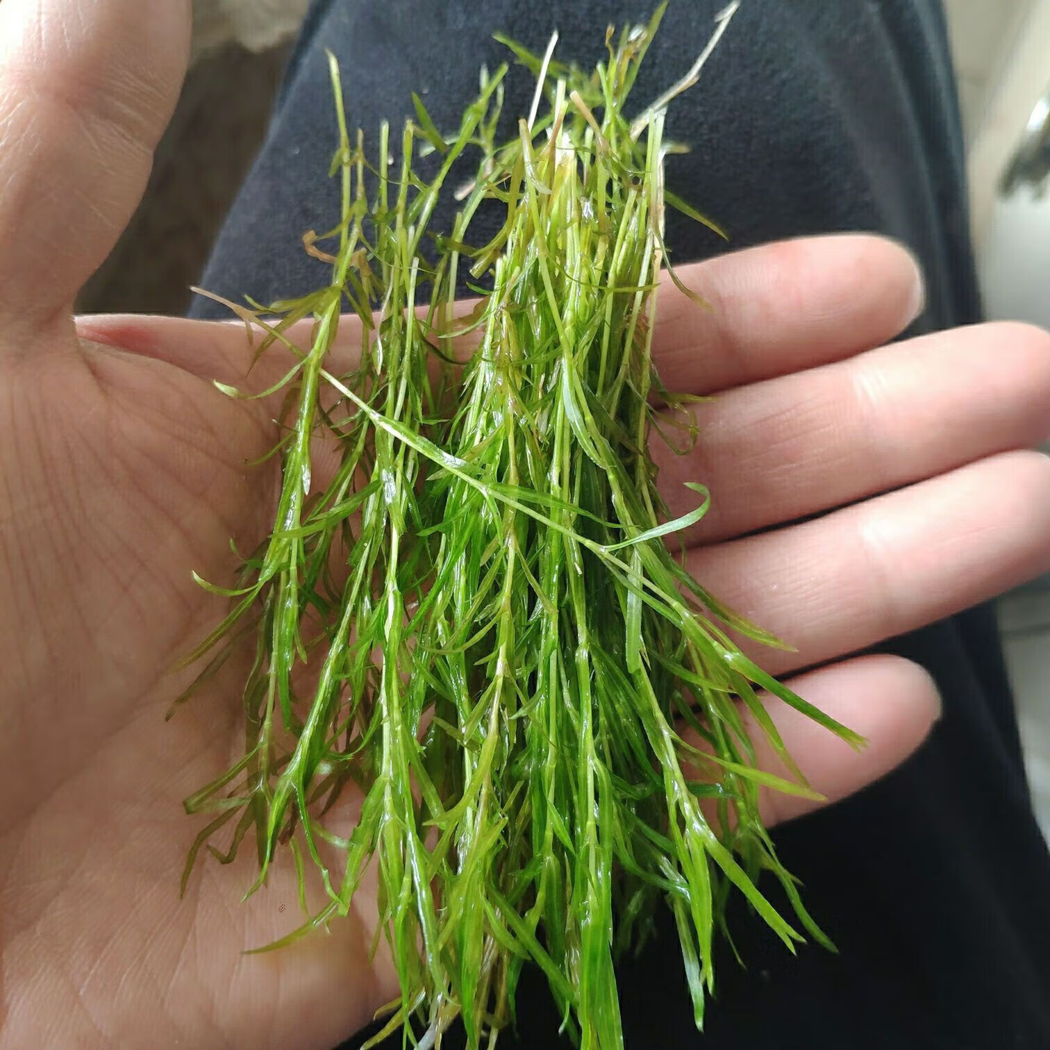 墨之瑶印度小竹节水草孔雀鱼热带鱼增氧植物净化新手一整套水草大全