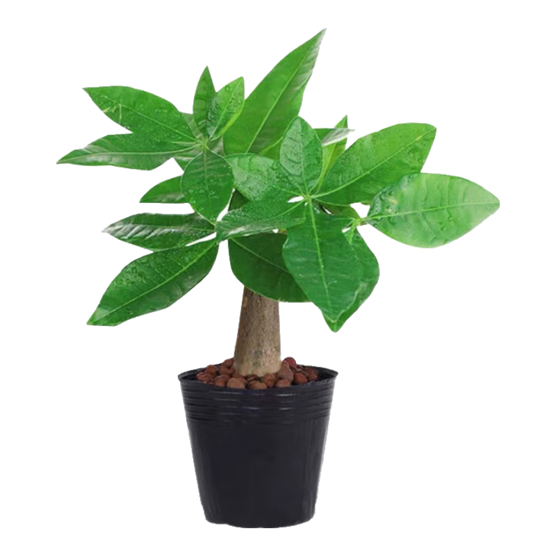 ?����������������ʻ���ֲ��칫��������ȩ��������ˮ������ ����2-3cm�����˷�������ԭ�衿