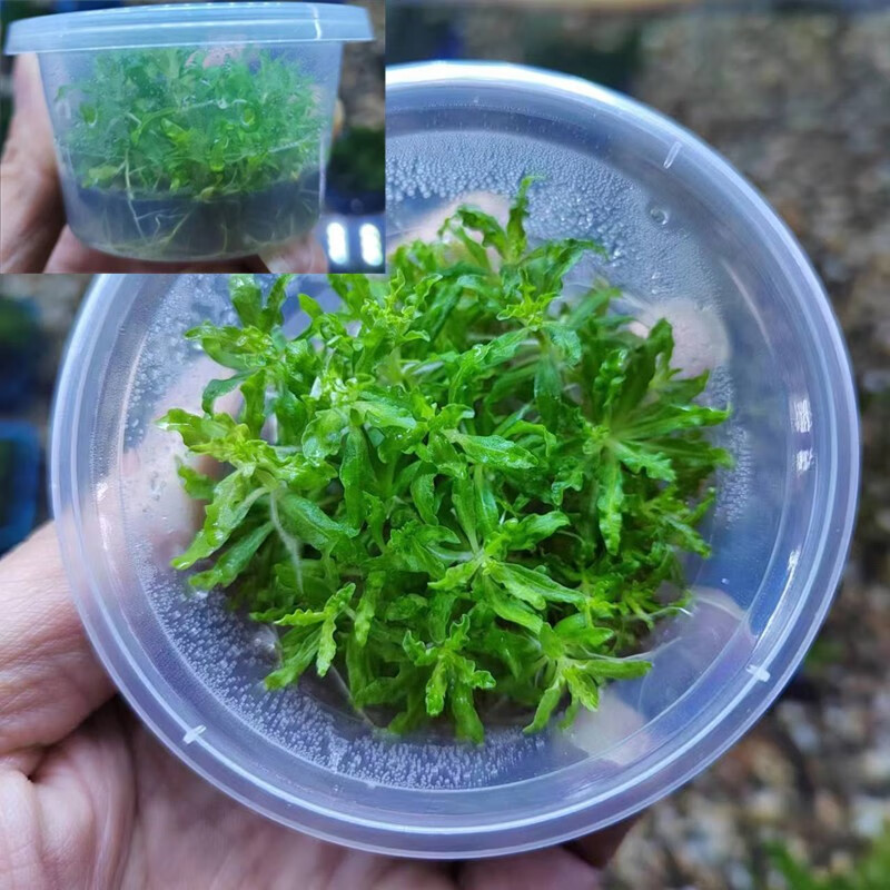 aipharow喷泉太阳前景水草鱼缸造景赖养观赏植物无需二氧化碳活体植物