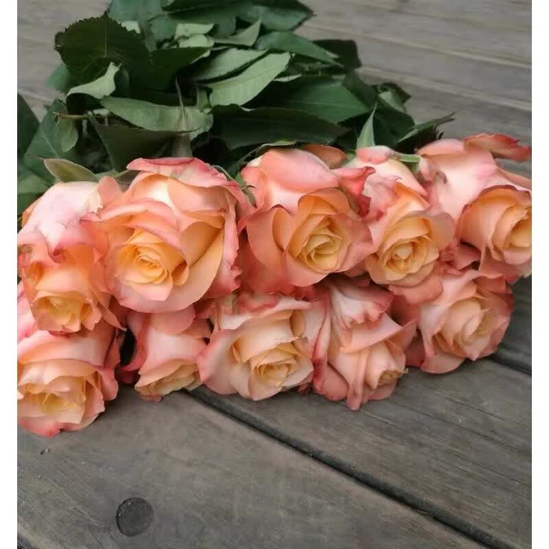 芙芸油画蒙娜丽莎月季 肯尼亚切花玫瑰庭院阳台绿植花苗多季开花 油画