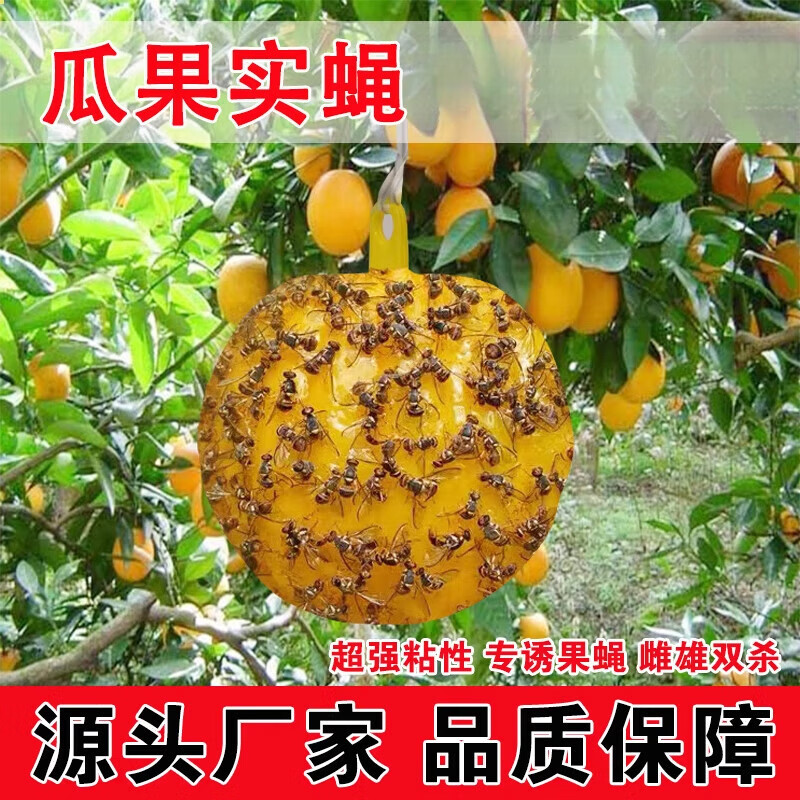 果实蝇粘虫球针蜂果蝇诱虫球针蜂引诱剂 黄蝇球20个【针蜂果蝇克星】