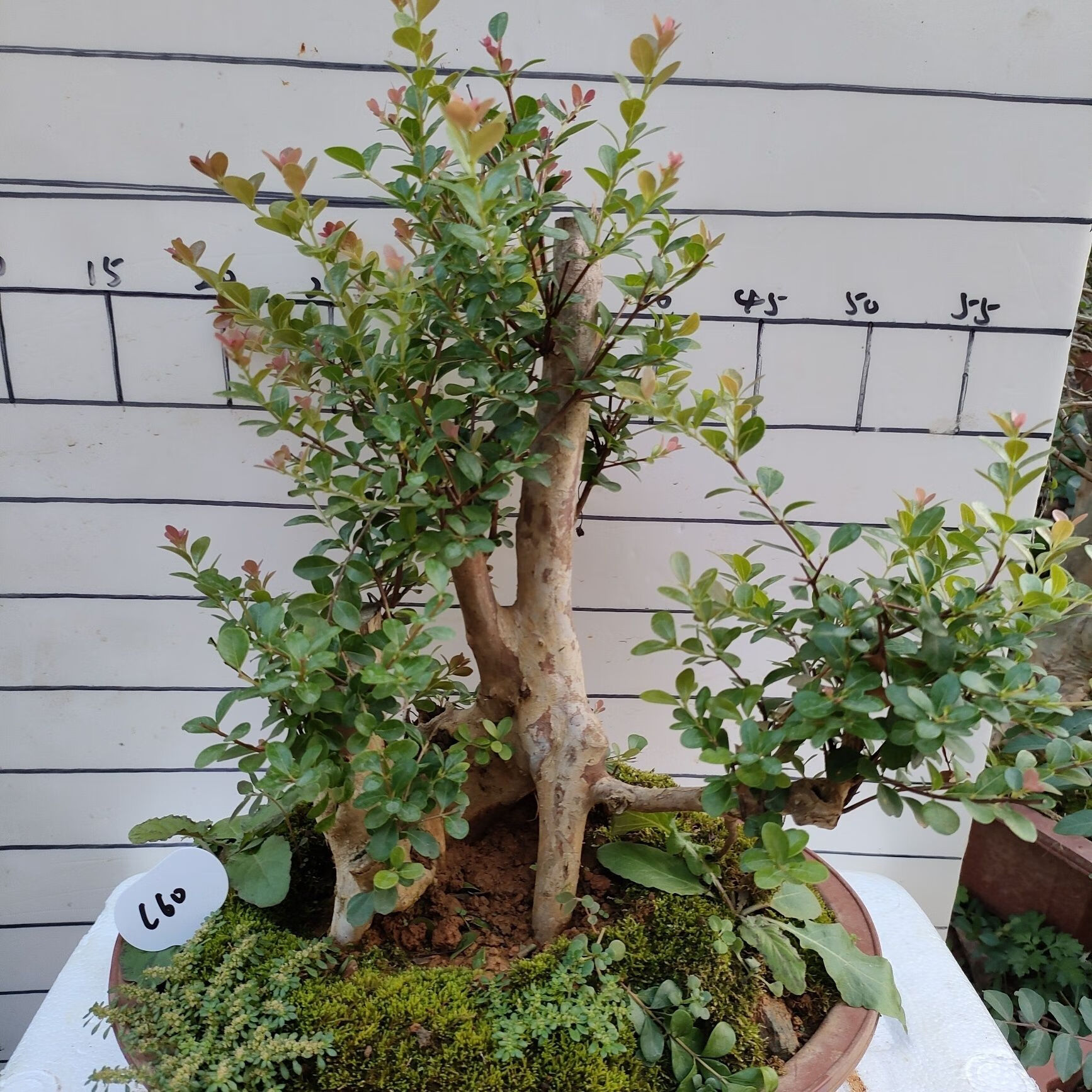 小叶赤楠盆景办公桌原生老桩室内小盆栽 60