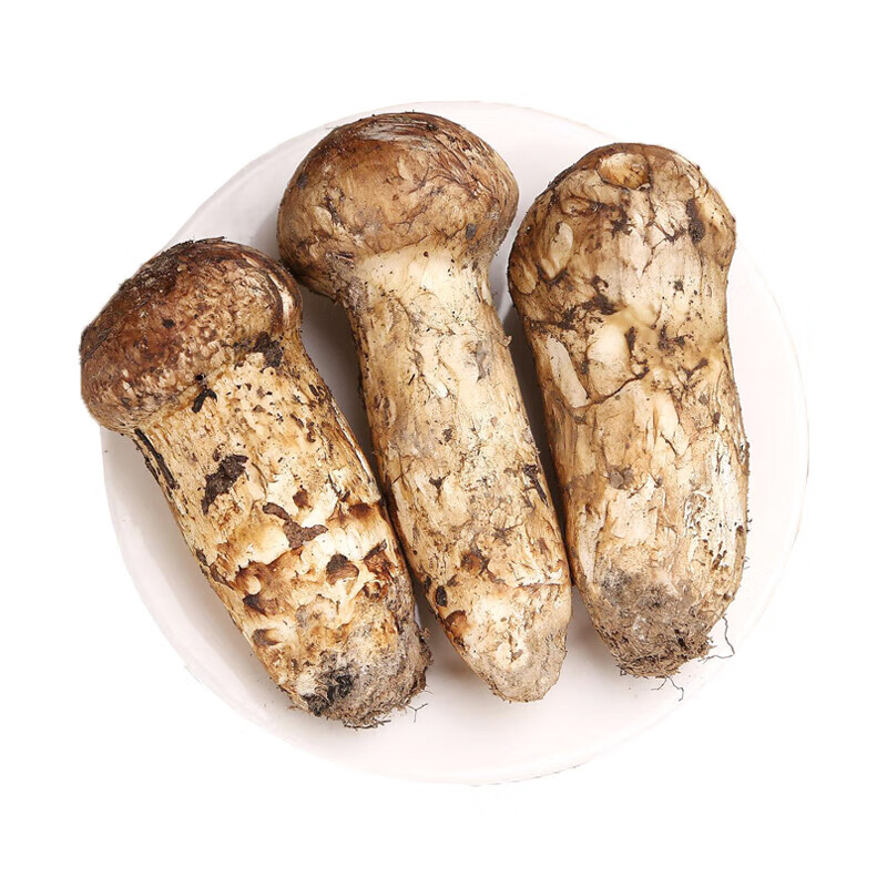 味巴哥(mostdelicious)【现货】西藏新鲜菌7-9/500g煲汤食材非云南