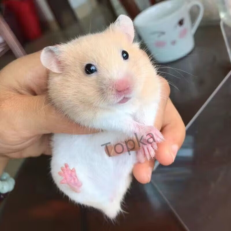 短毛金丝熊(温顺) 弟弟